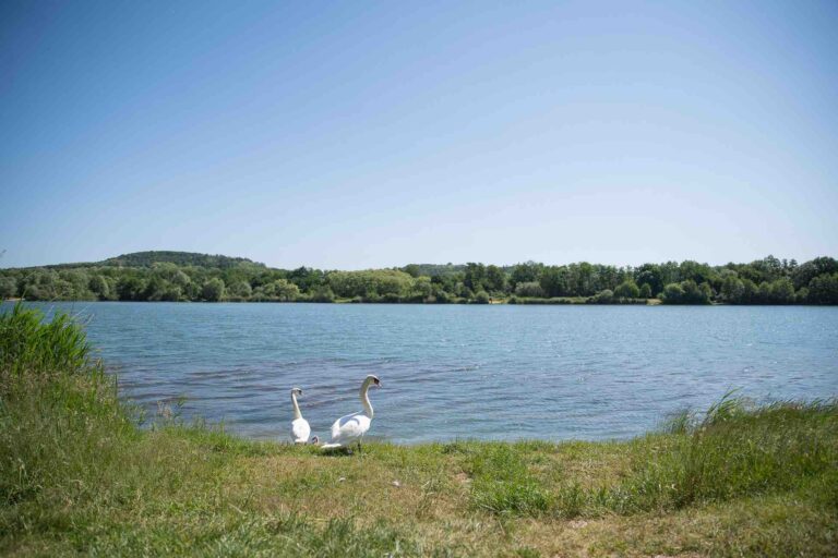 vue de face poste 4 étang du tronc du chêne cap nature