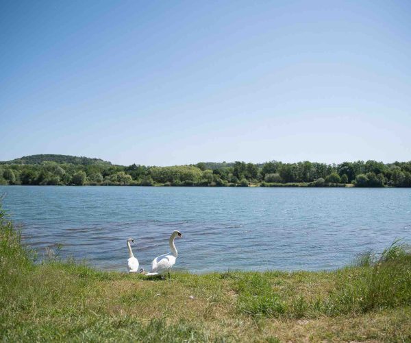 vue de face poste 4 étang du tronc du chêne cap nature