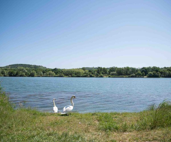 vue de face poste 4 étang du tronc du chêne cap nature