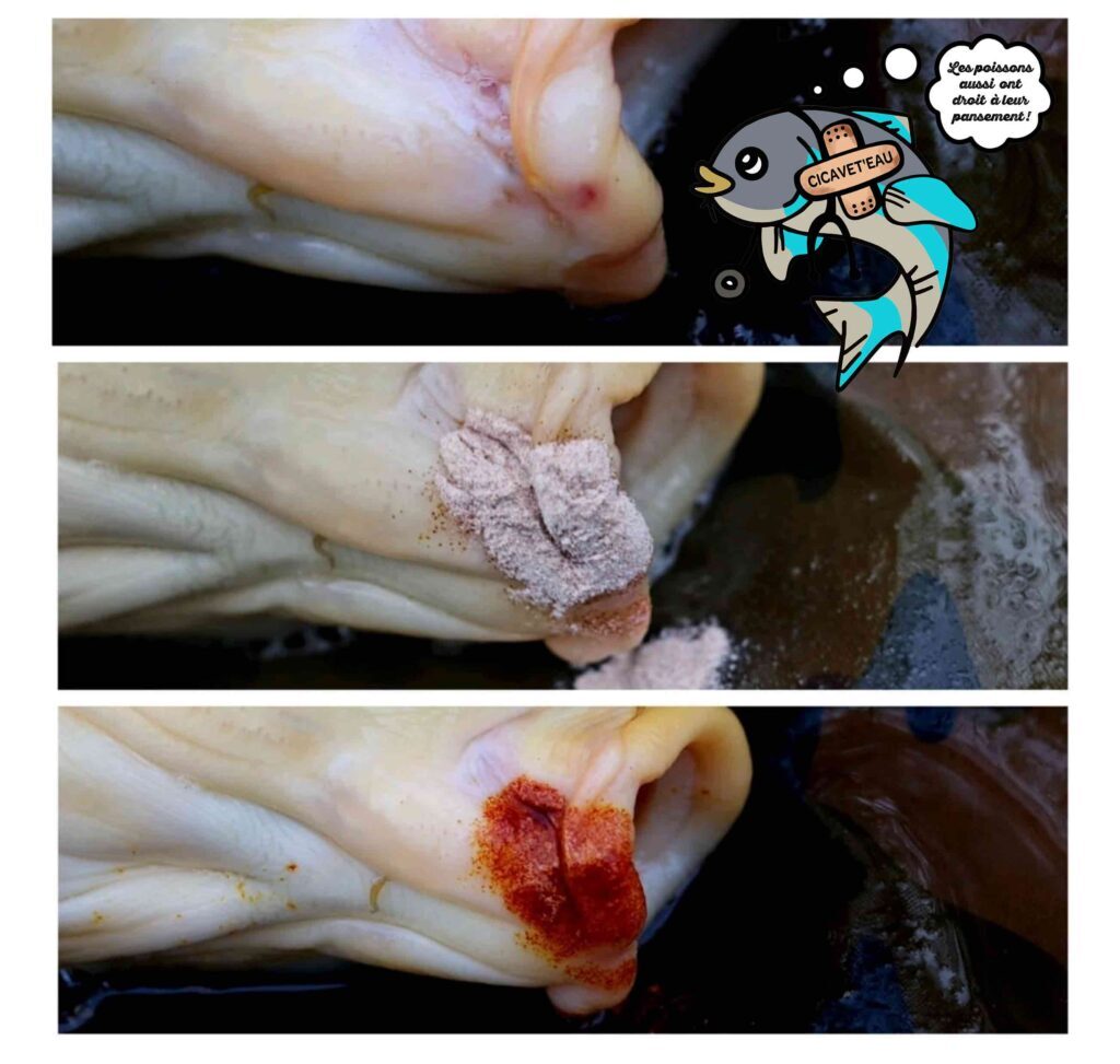 cicavet'eau cicatrisant carpe poisson